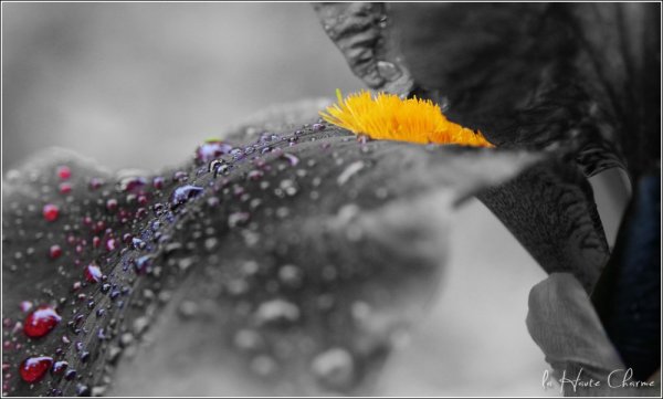 Après... la pluie {JPEG}