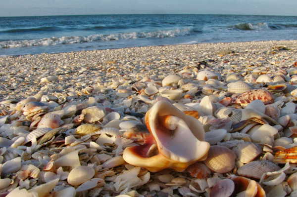 Coquillages sur la plage {JPEG}
