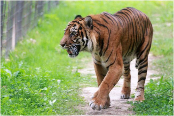 Tigre {JPEG}