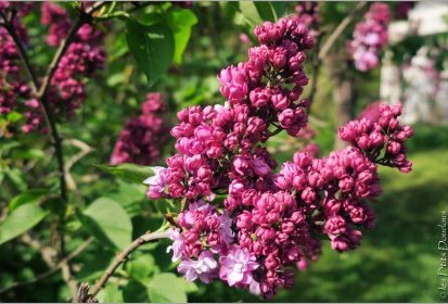 Lilas - Jardin Botanique Jean-Marie Pelt