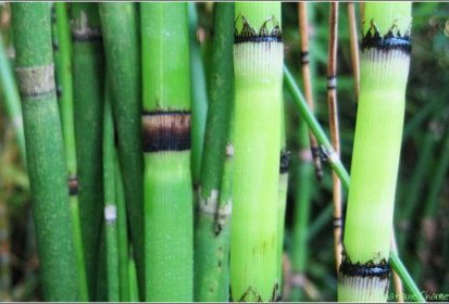 Equisetum hyemale