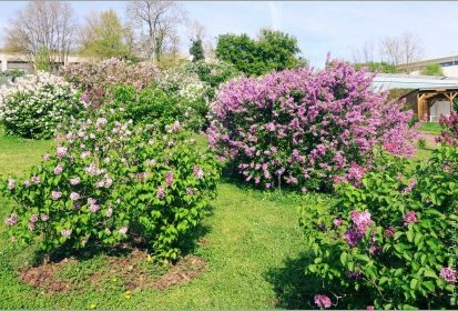Lilas - Jardin Botanique Jean-Marie Pelt