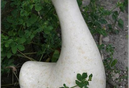 Zoé, l'oie blanche