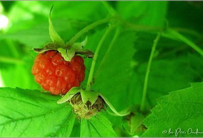 framboises