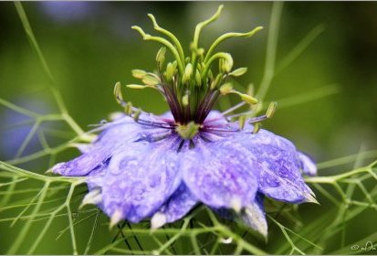 Nigelle de Damas