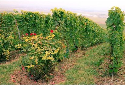 Paysage de Champagne