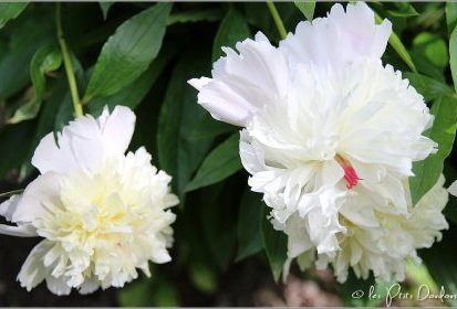 Pivoine