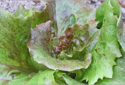 Salade