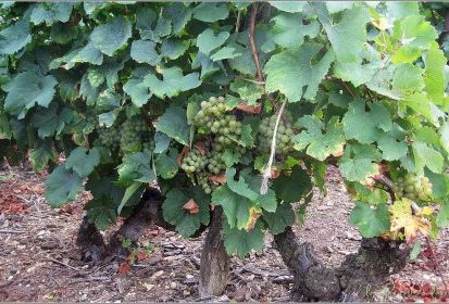le Temps des vendanges