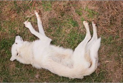 Loup arctique