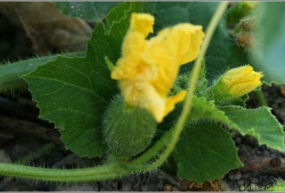 melon fleur
