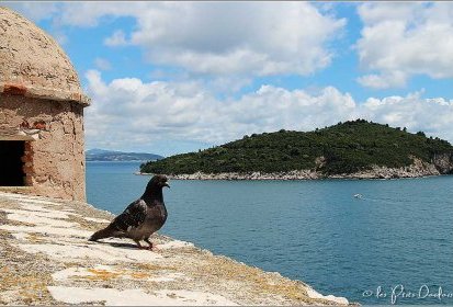 Pigeon sur les remparts de Dubrovnik