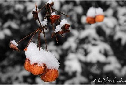 Pommier everest