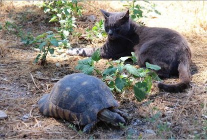 Chat à l'Acropole d'Athènes