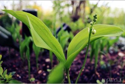 muguet