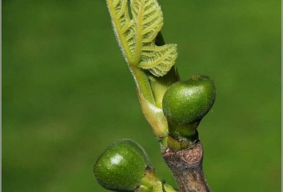 Figues