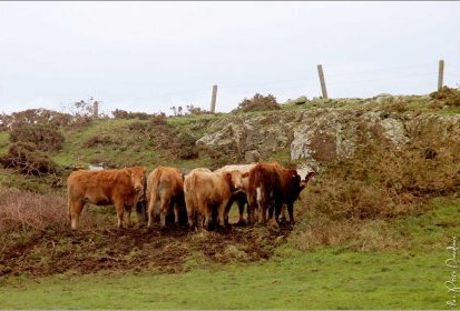 Cotentin - Jobourg