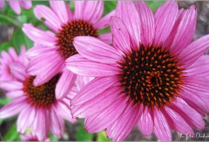 Rudbeckia