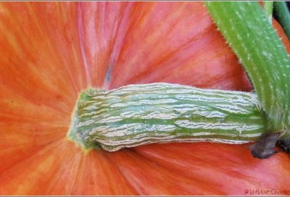 Citrouille