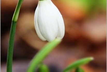 Perce-neige