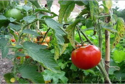 ... tomates ...