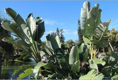 Madère - Strelitzia nicolai (Oiseau de Paradis blanc)