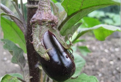 Aubergine