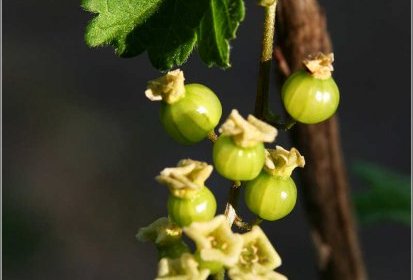 Groseilles