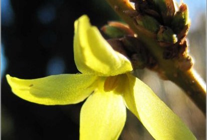fleur de forsythia en avance sur la saison...