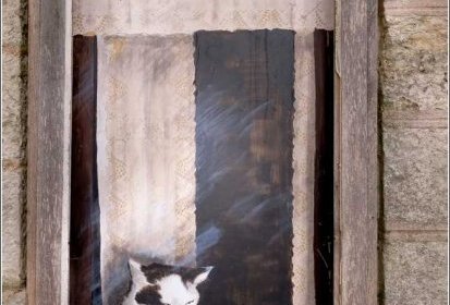 les chats de Troyes