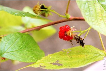Framboise