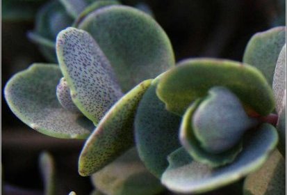 Sedum