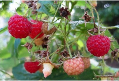 Framboises, remontantes elles aussi...