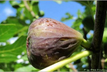Figues, le retour...