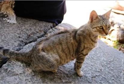 Chat à Delphes