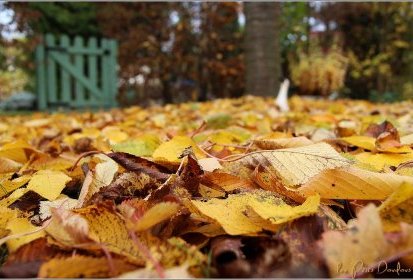 Tombent, tombent les feuilles rousses