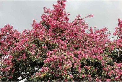 Madère - Ceiba speciosa (kapokier)