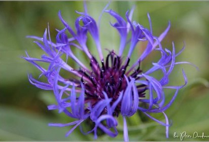 Bleuets