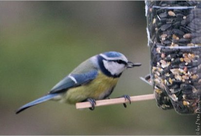 Mésange bleue