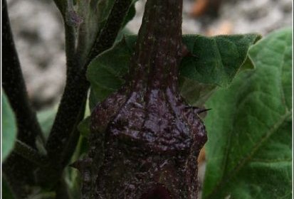 aubergine