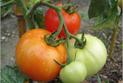 Tomates