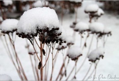 Sedum