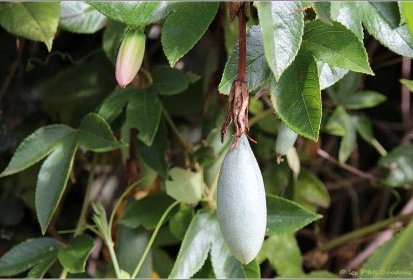 Madère - Passiflore Tarminiana (Fruit de la passion Banane)