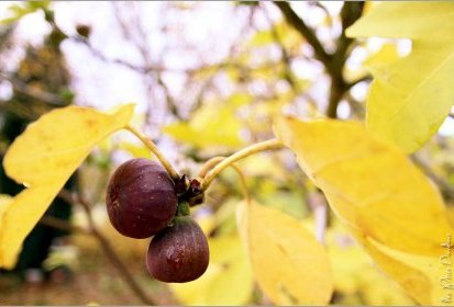 Dernières figues
