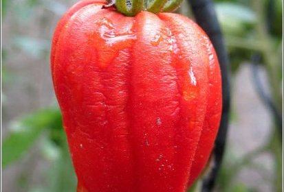 Coeur de tomate ?...