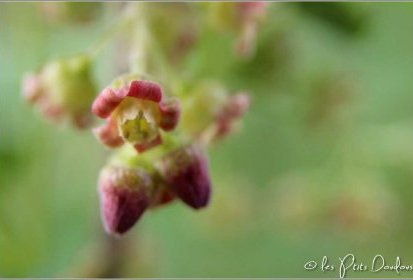 Cassissier en fleur