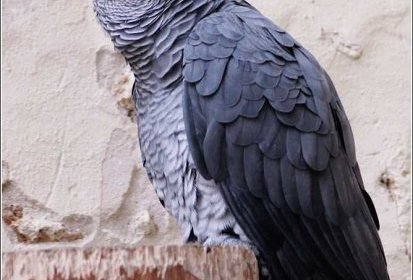 Perroquet gris du Gabon