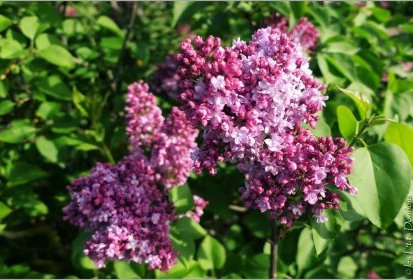 Lilas - Jardin Botanique Jean-Marie Pelt