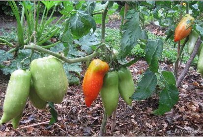 Tomates - Andine cornue