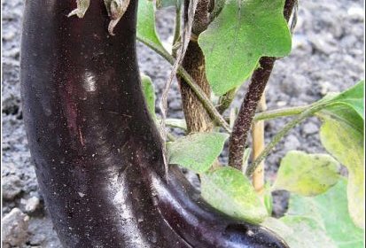 ... une aubergine !